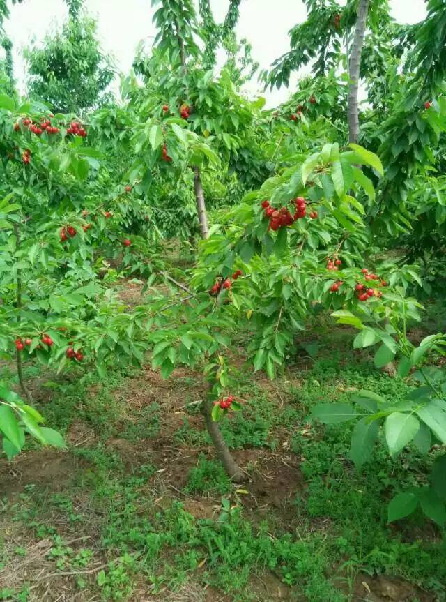 矮化樱桃树苗