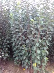 苗圃苹果树苗生长喜人