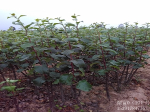 新品种苹果树苗，烟富苹果树生长情况。