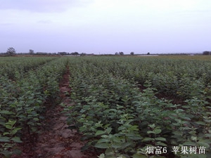 新品种苹果树苗生长情况。