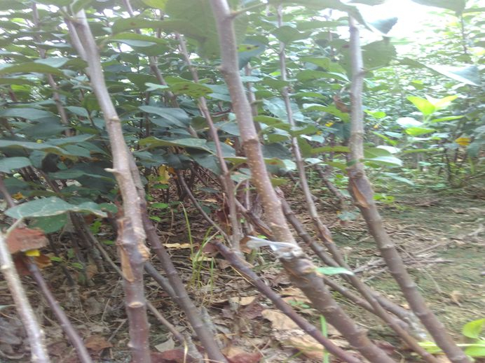 新品种苹果树苗。