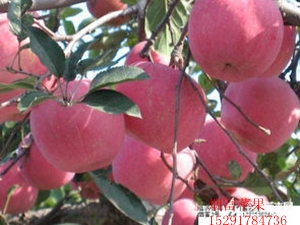 采穗圃保证品种纯度