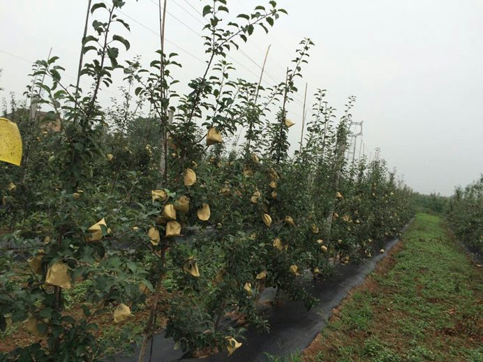 密植果园栽培图片