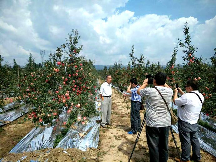 杨凌教授雷宗中老师在新品种密植果园现场讲解，密植栽培方法与经济效益。