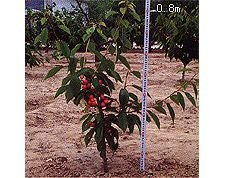 新品种矮化樱桃挂果状。