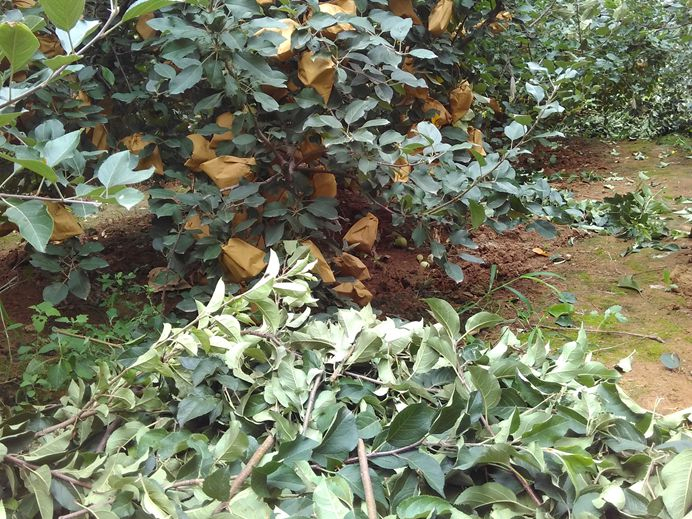 采穗圃采苹果枝条接穗。保证品种纯度和成活率。