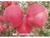 苹果苗木
