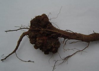 根癌病1.jpg