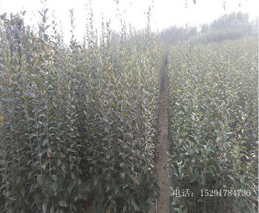 苹果树苗1.jpg