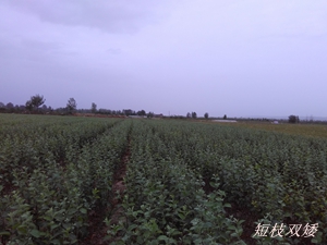 矮化苹果树苗.jpg