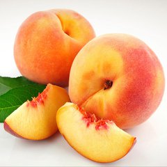 黄桃苗3.jpg
