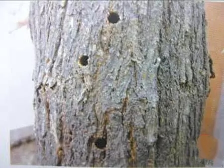 苹果树苗6.jpg