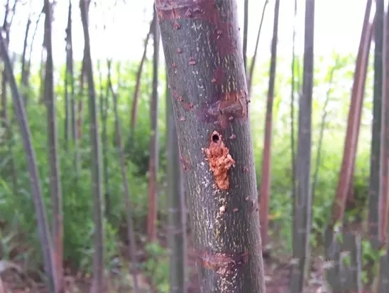 苹果树苗3.jpg