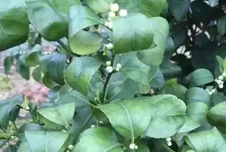 根结线虫.webp.jpg