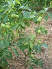 矮化短枝核桃树苗.jpg