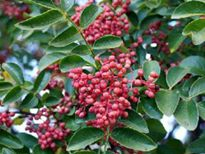 供应陕西优质高产花椒树苗