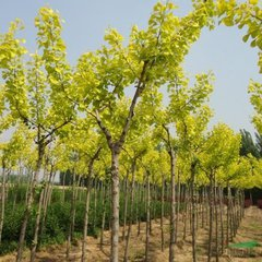 金叶银杏种植管理价格病虫害防治