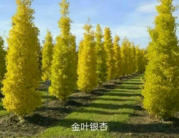 金叶银杏2.JPG