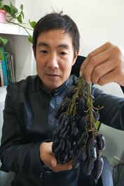 最新葡萄苗：甜蜜蓝宝石