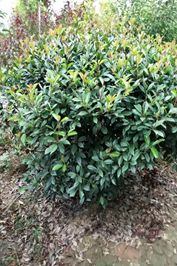 工程绿化首选精品：红叶石楠苗
