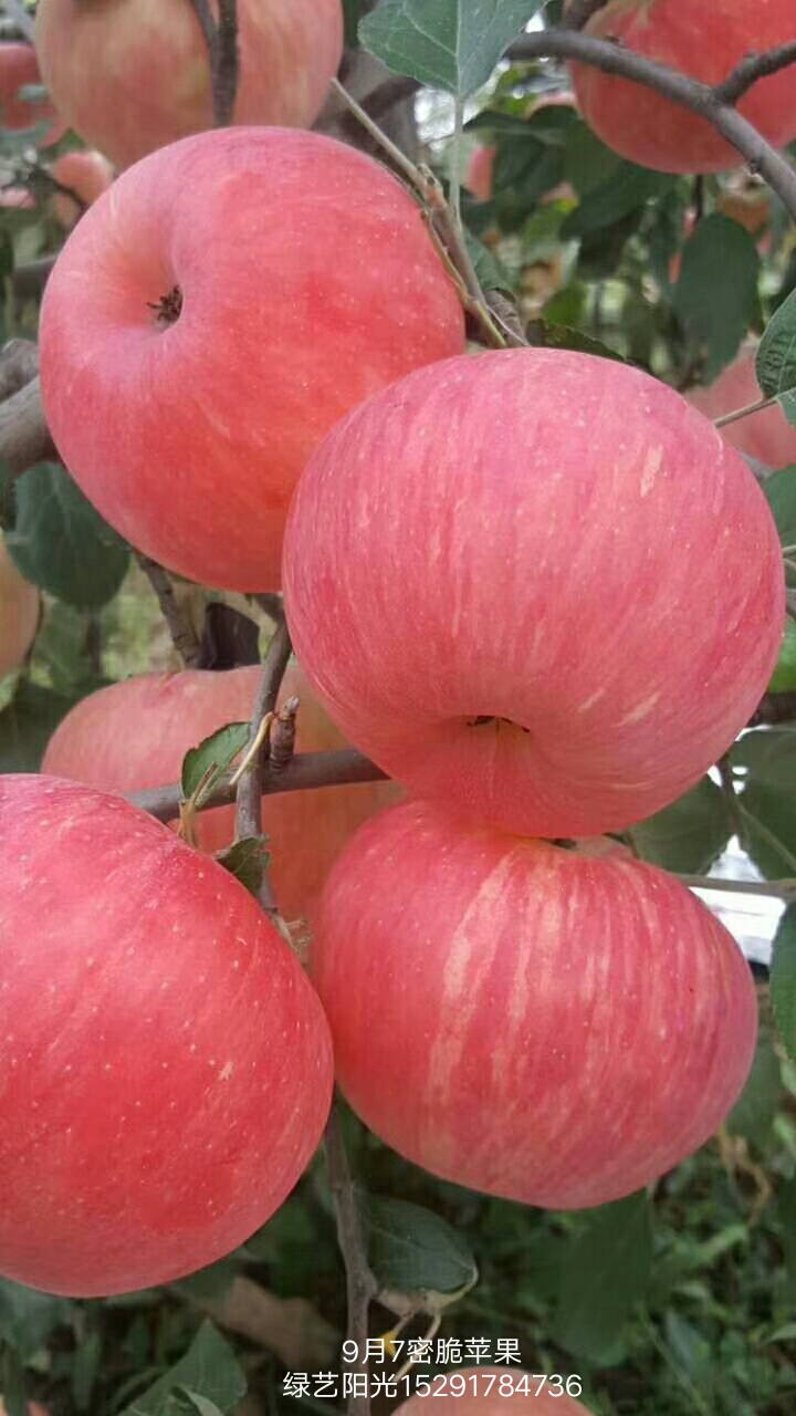 苹果树