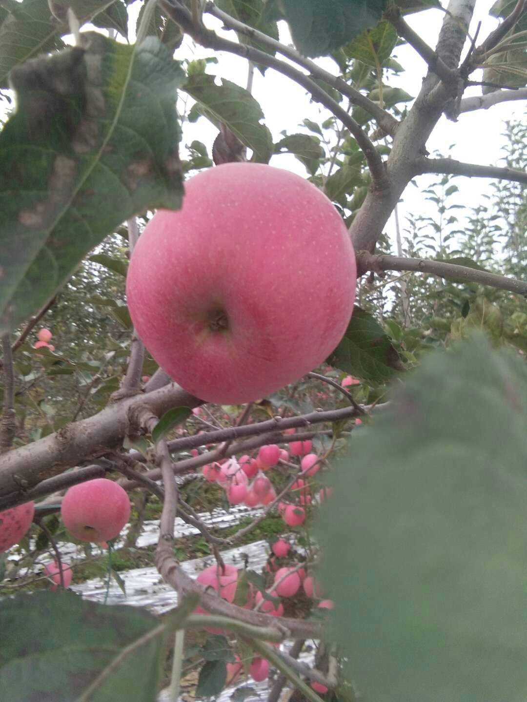 烟富10苹果树
