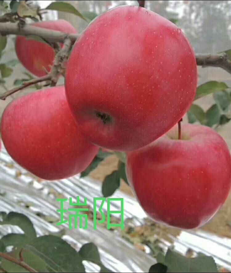 瑞阳.jpg