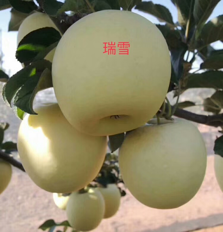 瑞雪苹果