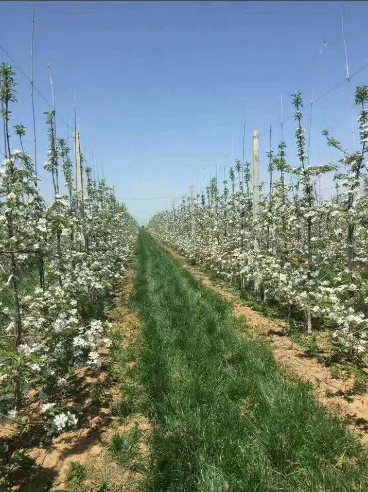 苹果树修剪.jpg