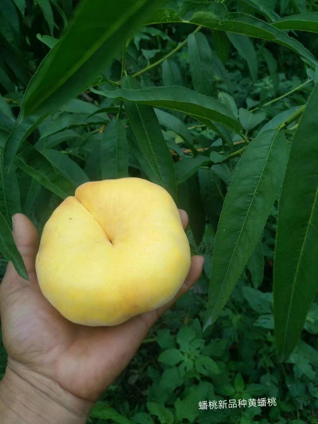 蟠桃中娇娇着中蟠11介绍栽植管理技术