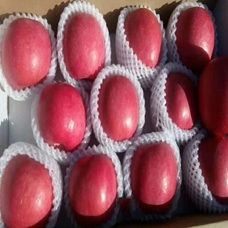 苹果苗新品种大全响富