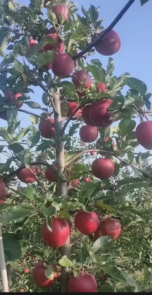 红思尼可1.jpg