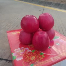 水红秦冠苹果.静宁一号苹果苗