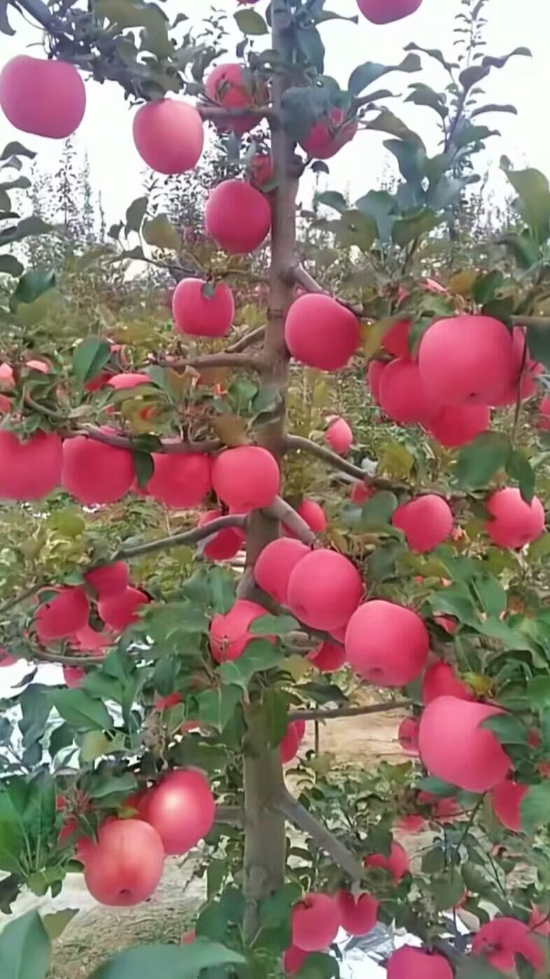 水红秦冠1.jpg 水红秦冠1.jpg