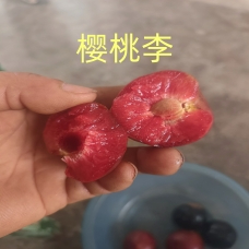 新品种樱桃李特点介绍图片（果树苗、树苗、水果苗）