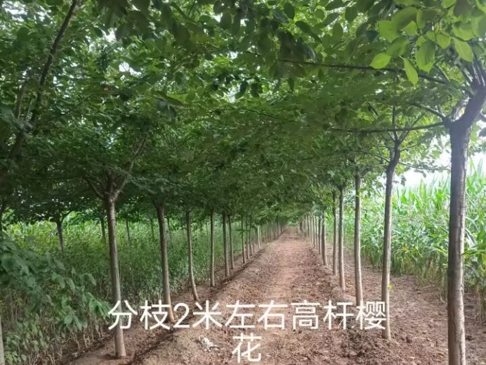 新品种果树苗彩叶绿化树苗