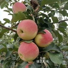 土岐苹果——中晚熟苹果的王者