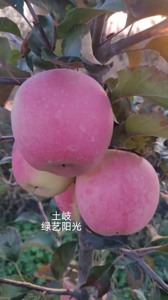 土岐1.jpg