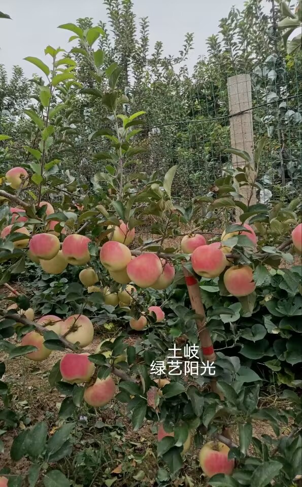 土岐丰产.jpg