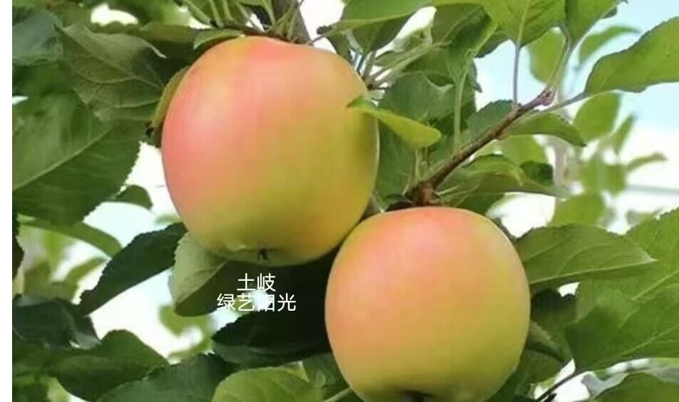 不套袋土岐.jpg