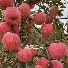 "众成三号"条纹红富士苹果