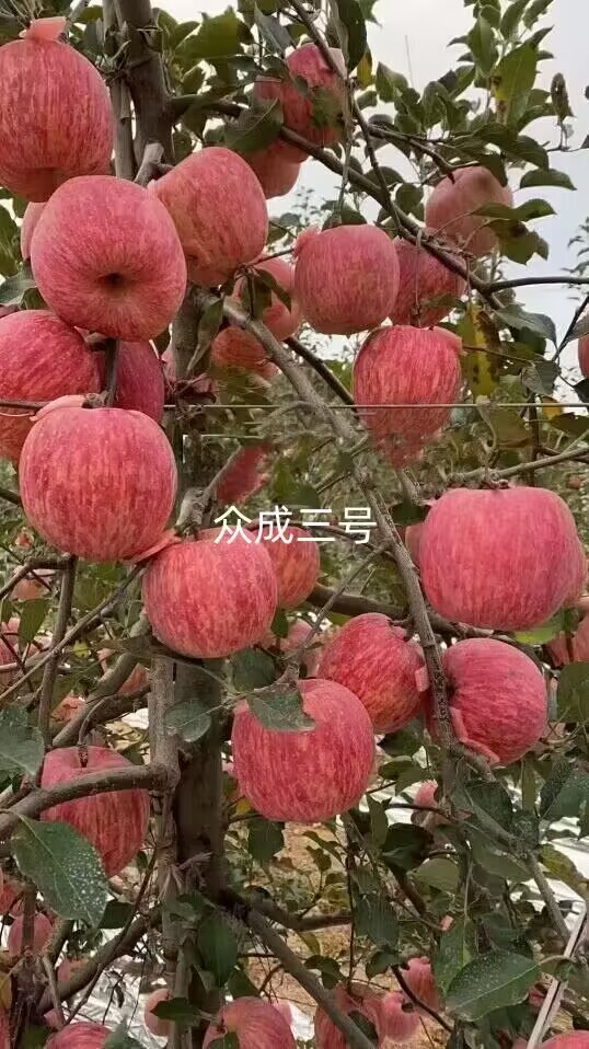 众成三号4.jpg