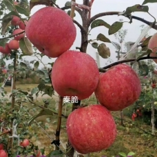 秦脆苹果苗新品种优缺点