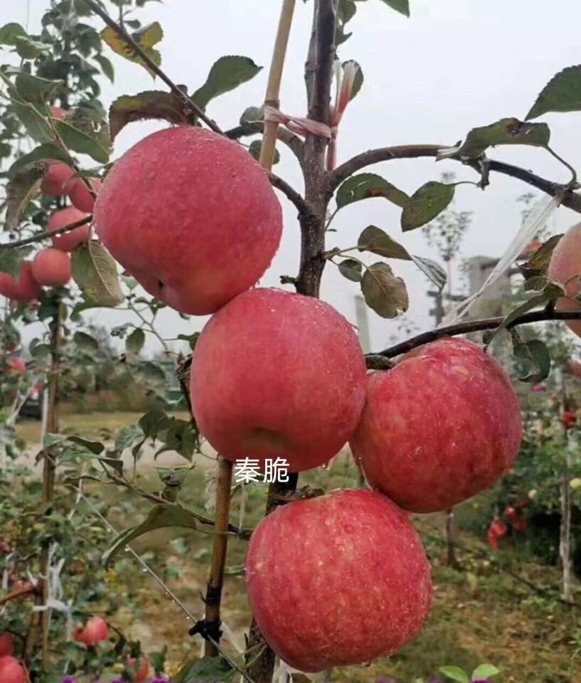 秦脆苹果苗.jpg