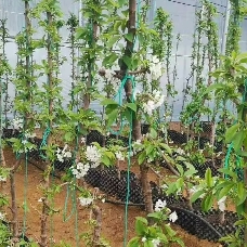 一根棍矮化樱桃树樱桃苗