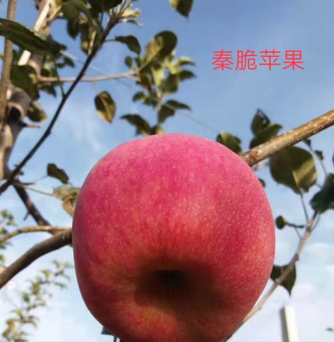秦脆1.jpg