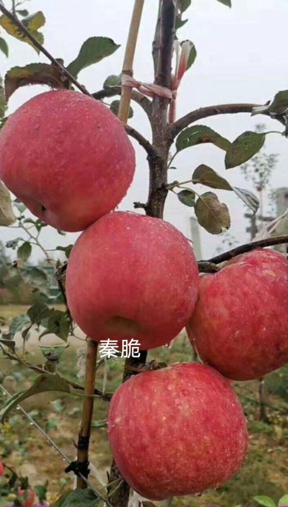 陕西矮化秦脆苹果苗价格概览缩略图