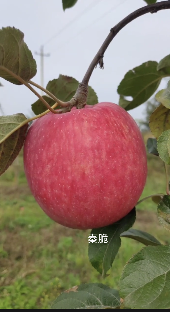 秦脆.png