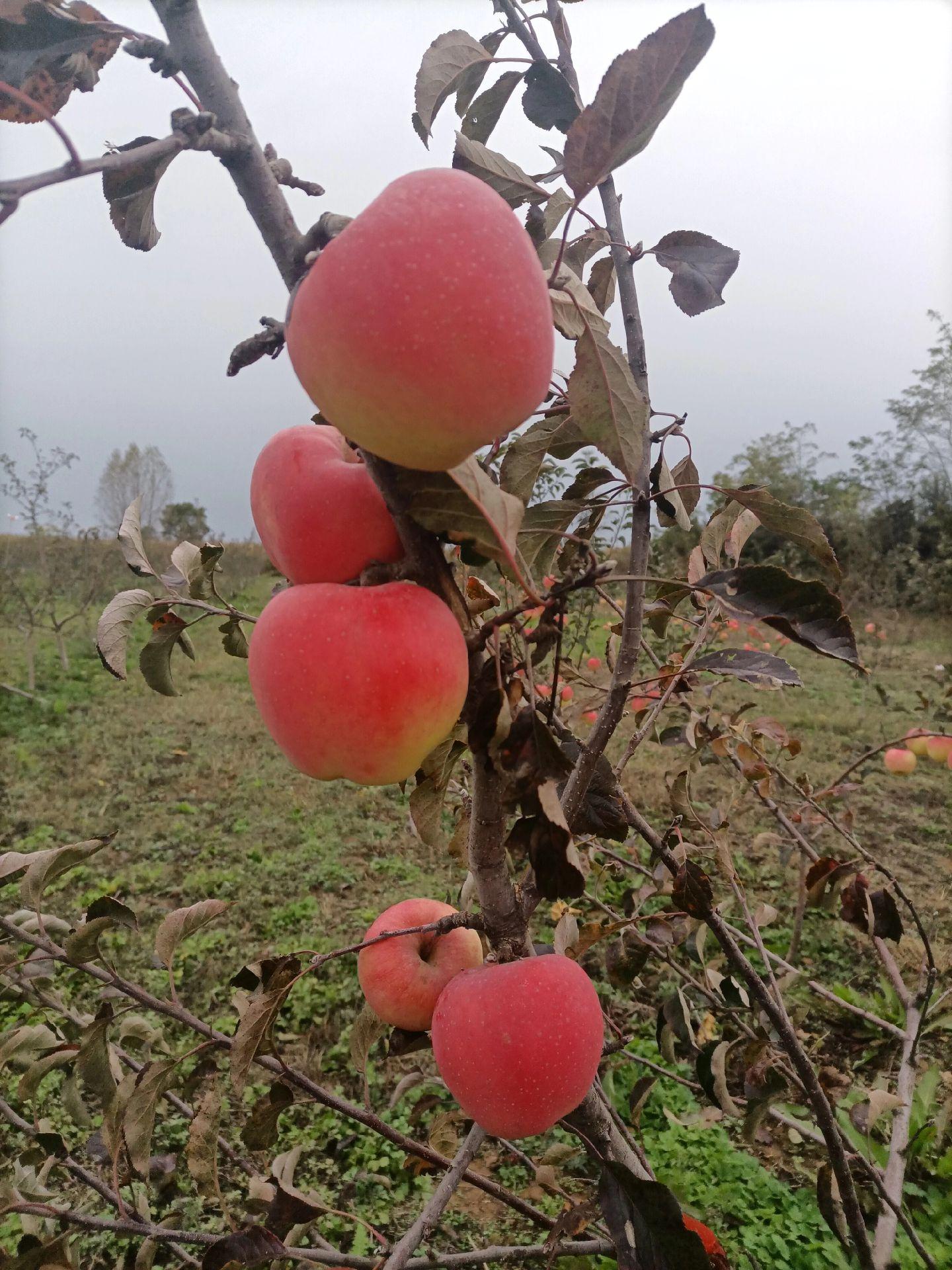 苹果苗.jpg